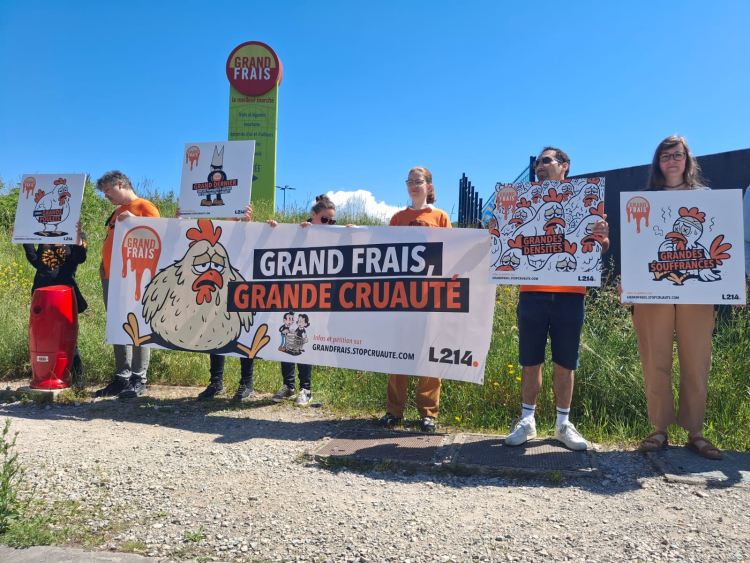 L214 mobilisée à Besançon : pression sur Grand Frais pour des pratiques plus éthiques