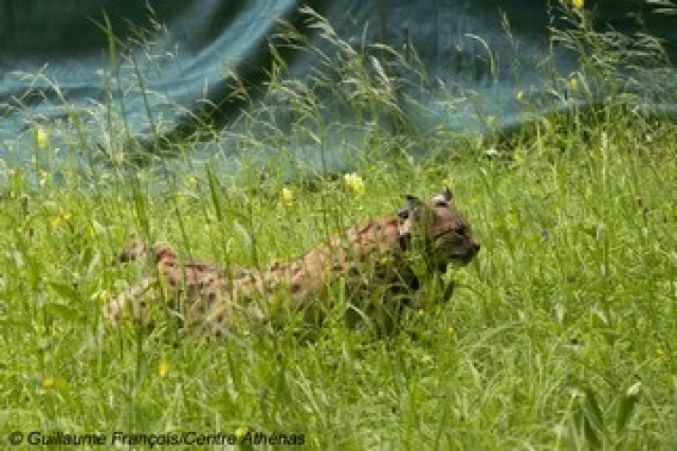 Faune sauvage : deux femelles lynx relâchées dans le massif du Jura
