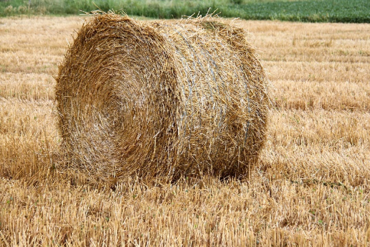 Agriculture : des aides renforc&eacute;es pour les exploitations jurassiennes