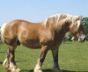 Ma&icirc;che : Concours national du cheval de Trait Comtois