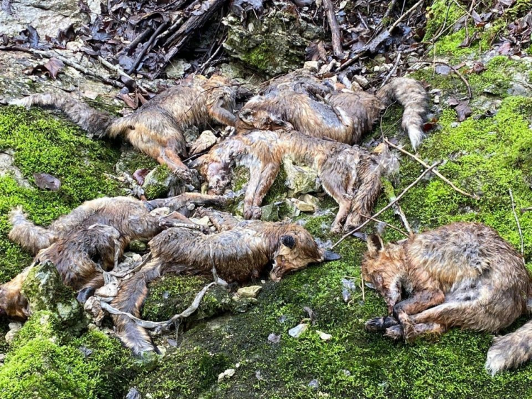 Jura : des dizaines de cadavres de renard polluent la Lemme