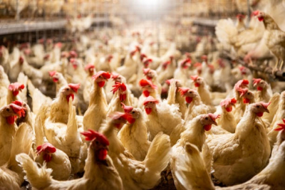 France / Sant&eacute; animale : risque &laquo; &agrave; son maximum &raquo; pour la grippe aviaire