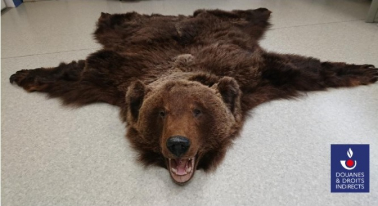 Faits divers : une peau d&#039;ours adulte retrouvée dans une fourgonnette sur l&#039;A36