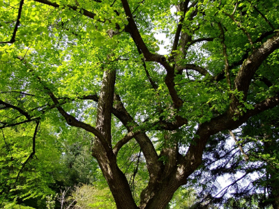 Ar&ccedil;on&nbsp;: des villageois s&rsquo;opposent &agrave; l&rsquo;abattage des arbres centenaires