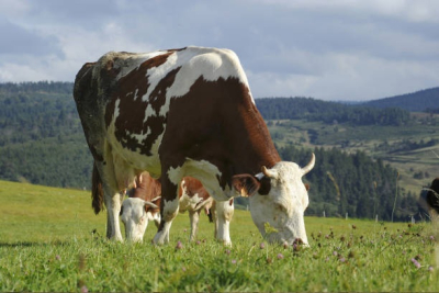 Agriculture / &laquo; Stop au carnage &raquo; : les paysans du Jura montent au front
