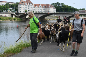 Besançon : la transhumance des chèvres toujours aussi populaire