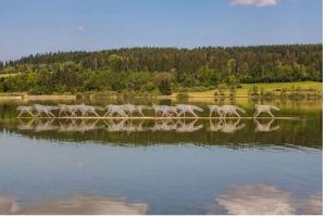 Olivier Estoppey, Des loups qui traversent la nuit, Pièces d’été 2017