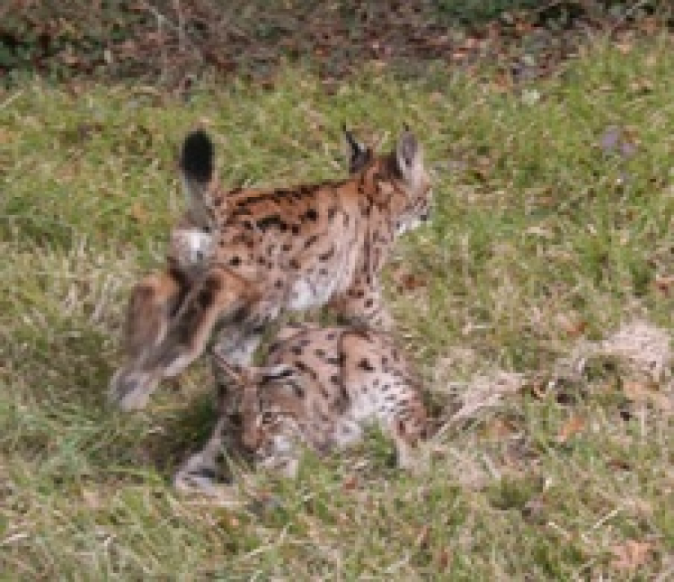 Secteur Levier/ Chaffois : à la recherche d&#039;un lynx blessé