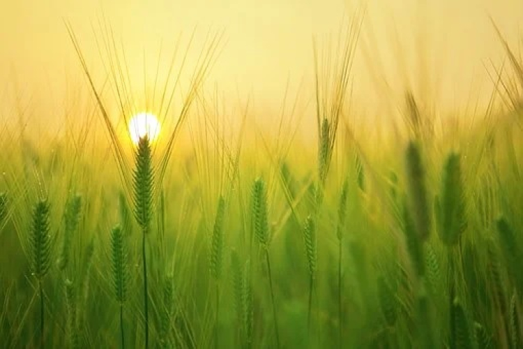 S&eacute;cheresse : la FRSEA juge le plan CASI insuffisant