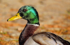 Grippe aviaire : une vaccination in&eacute;dite en France
