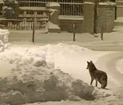 Haut-Doubs : Un loup &agrave; Courvi&egrave;res ?