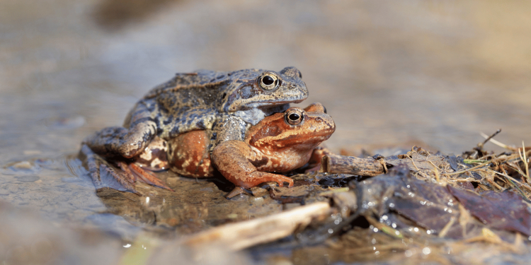 Grenouilles rousses : la LPO alerte sur une consommation massive d&rsquo;une esp&egrave;ce prot&eacute;g&eacute;e en Bourgogne‑Franche‑Comt&eacute;