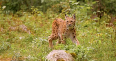 Lynx : pol&eacute;mique en Suisse