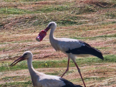 La cigogne au bec pi&eacute;g&eacute; dans une canette Coca toujours introuvable