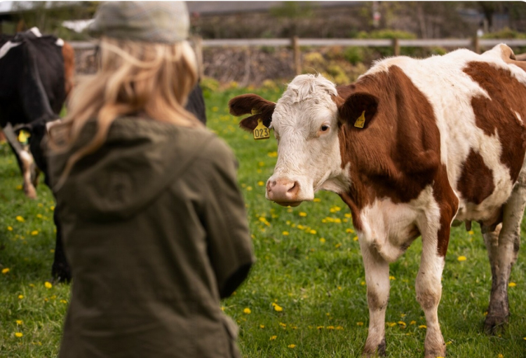 Pouilley-Français : l’état confirme l’abattage des bovins