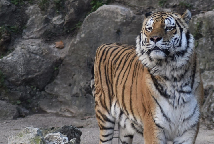 Besançon : Cliff, le tigre de Sibérie de la Citadelle, n’a pas survécu à un cancer