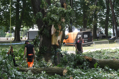 Tilleul malade &agrave; Chamars : Les travaux d&rsquo;abattage ont d&eacute;but&eacute;