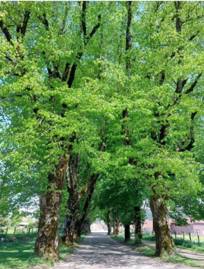 Ar&ccedil;on / Rafales de vent : les tilleuls et marronniers remarquables ont tenu