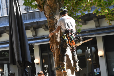 Besan&ccedil;on : les cons&eacute;quences de la s&eacute;cheresse sur la v&eacute;g&eacute;tation