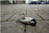 Grippe aviaire : la LPO BFC en alerte face &agrave; la grippe aviaire