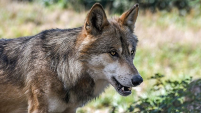 Champagnole : conf&eacute;rence sur le retour naturel du loup