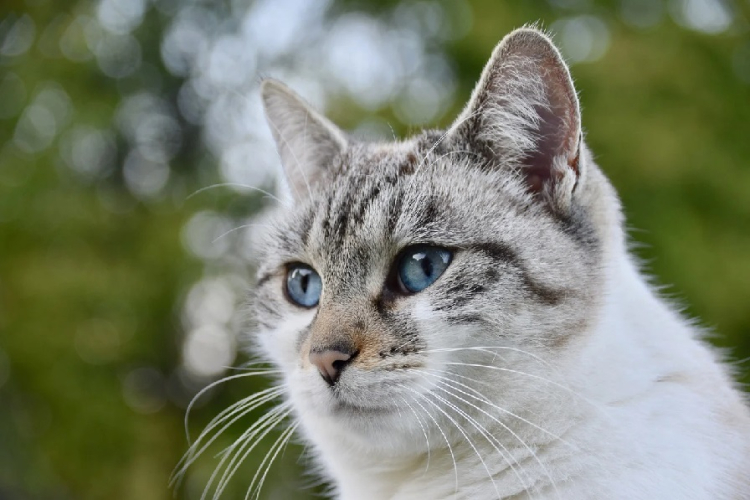 Besançon : campagne de stérilisation des chats