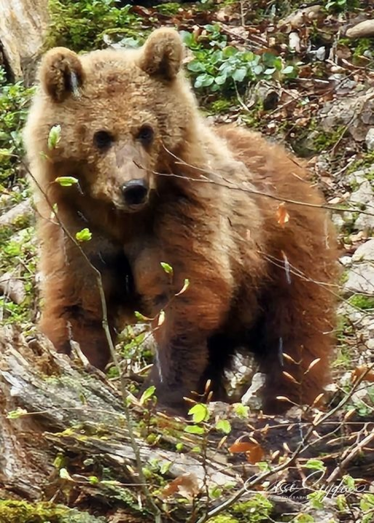 Suisse : Deux nouveaux ours bruns à Juraparc à Vallorbe