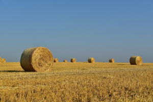 Récolte : comment l’agriculture a passé l’été ?