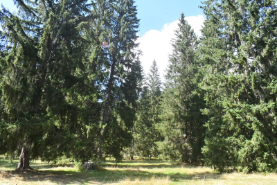 Guyans-Durnes : une exposition pour comprendre l&rsquo;impact du climat sur nos for&ecirc;ts
