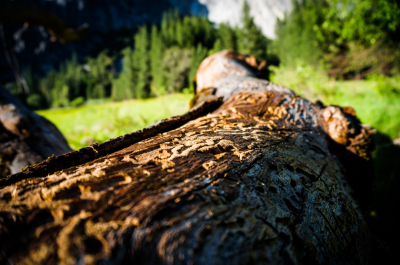 &Eacute;pid&eacute;mie de scolytes : Un fl&eacute;au pour les for&ecirc;ts de notre r&eacute;gion