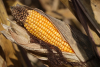 Exportations agricoles : la France perd une place