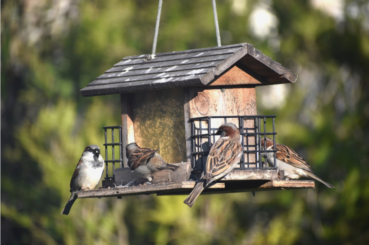 Comment nourrir les oiseaux en hiver, que faire et ne pas faire ?